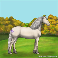 Horse Color:Cremello Dun