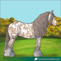 Horse Color:Sable Champagne Near Leopard  and Amber Champagne Near Leopard 