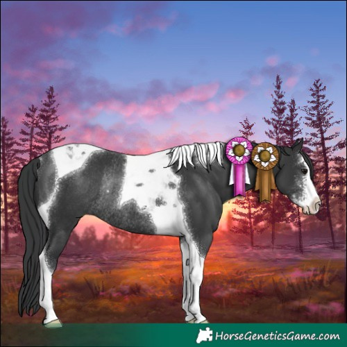 Horse Color:Black Sabino Tobiano Rabicano