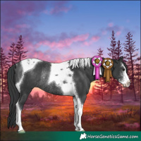 Horse Color:Black Sabino Tobiano Rabicano 