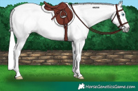 Horse Color:Gray Perlino Roan Dun 