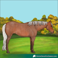 Horse Color:Silver Bay Roan 