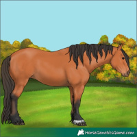 Horse Color:Bay 