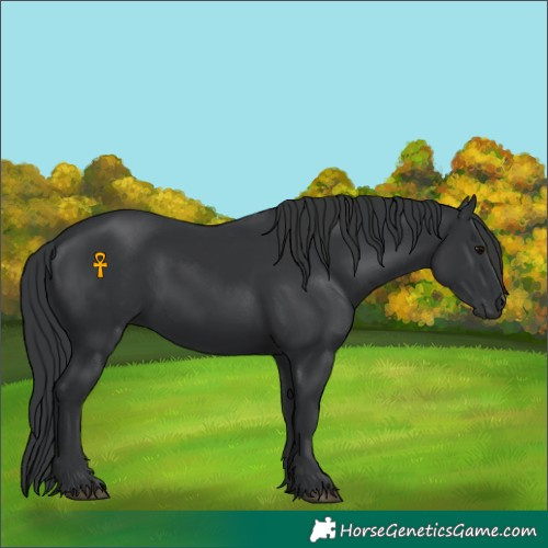 Horse Color:Black 