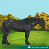 Horse Color:Black 