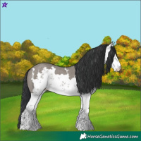 Horse Color:Grullo Sabino Rabicano 