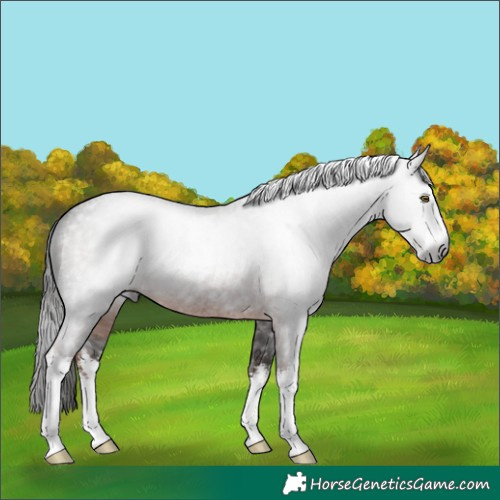 Horse Color:Gray White Spotted Liver Red Roan 