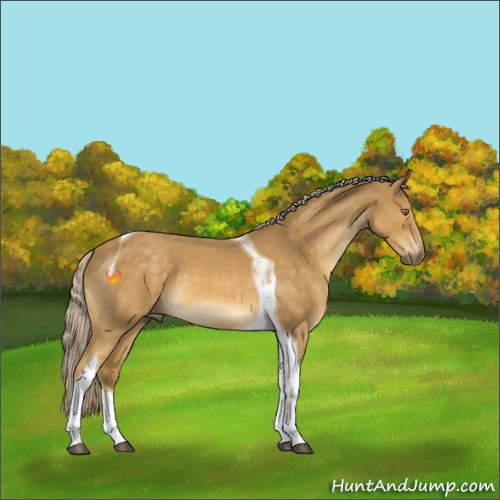 Horse Color:Palomino Roan Tobiano 