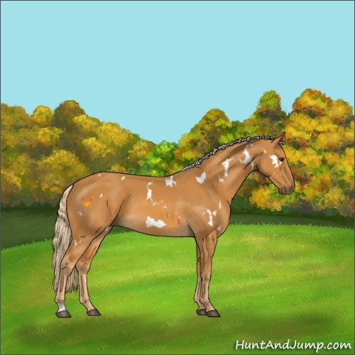 Horse Color:White Spotted Palomino