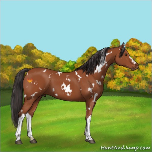 Horse Color:White Spotted Bay 
