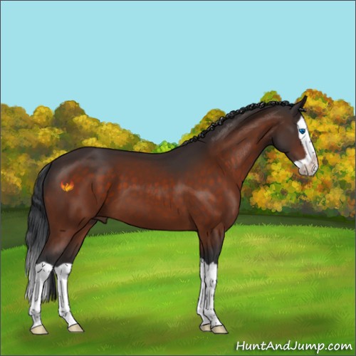 Horse Color:Bay Splash 