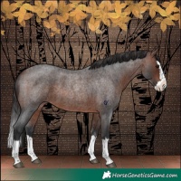 Horse Color:Brown Roan Splash 