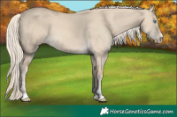 Horse Color:Cremello Dun 