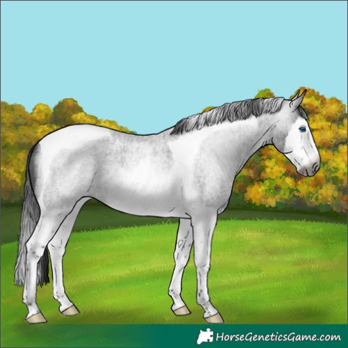 Horse Color:Gray Brown Roan Splash Tobiano Rabicano 