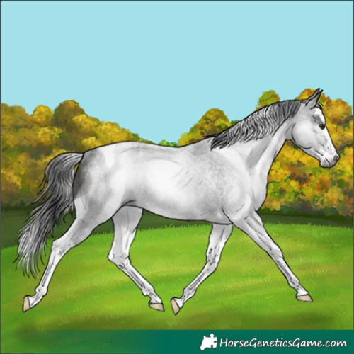 Horse Color:Gray Brown Roan Splash Tobiano Rabicano 