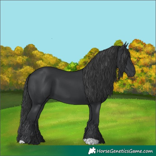 Horse Color:Black 