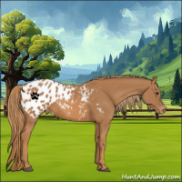 Horse Color:Chestnut Appaloosa