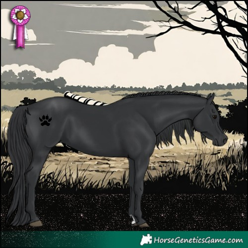 Horse Color:Black 