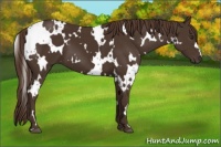 Horse Color:White Spotted Liver Chestnut 