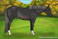 Horse Color:Liver Chestnut Mushroom Rabicano 
