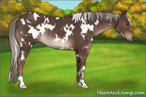 Horse Color:White Spotted Liver Chestnut Mushroom Rabicano 