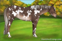 Horse Color:White Spotted Liver Chestnut Mushroom Rabicano 