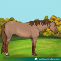 Horse Color:Red Dun Rabicano 