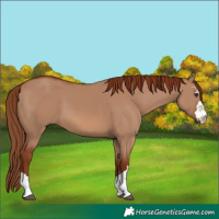 Horse Color:Red Dun