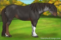 Horse Color:Liver Chestnut Tobiano