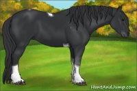 Horse Color:Black Tobiano