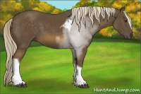 Horse Color:Chocolate Palomino Tobiano