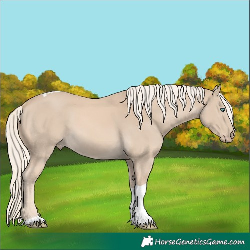 Horse Color:Cremello Tobiano 