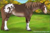Horse Color:White Spotted Liver Chestnut Varnish 