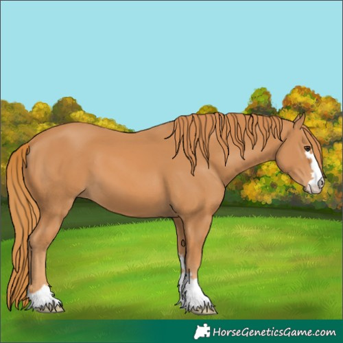 Horse Color:Chestnut 