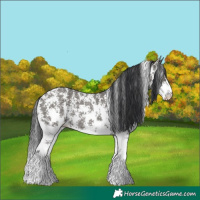 Horse Color:Grullo Sabino Rabicano 