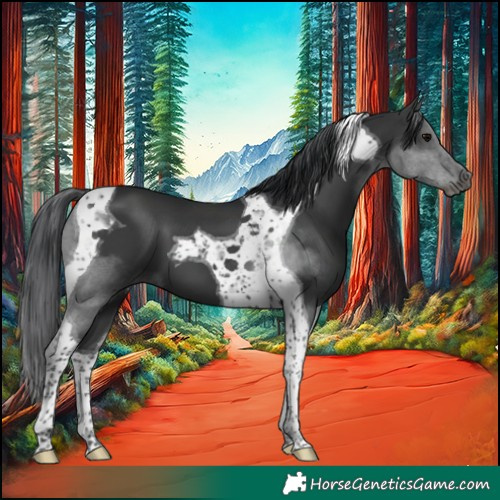 Horse Color:Black Tobiano 