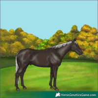 Horse Color:Liver Chestnut Mushroom 