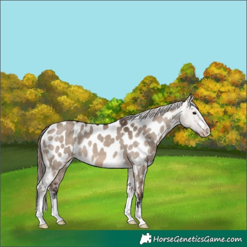 Horse Color:Brown Dun Near Leopard 