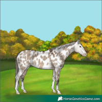 Horse Color:Brown Dun Appaloosa 