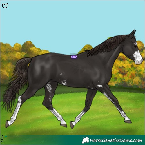 Horse Color:Liver Chestnut Sabino