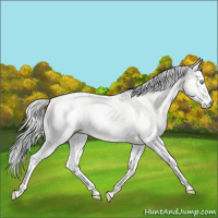 Horse Color:Silver Perlino Dun
