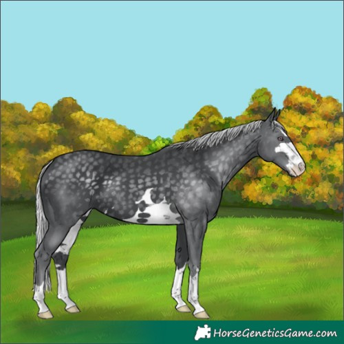 Horse Color:Silver Black Chinchilla