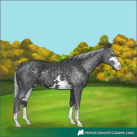 Horse Color:Silver Black Chinchilla 