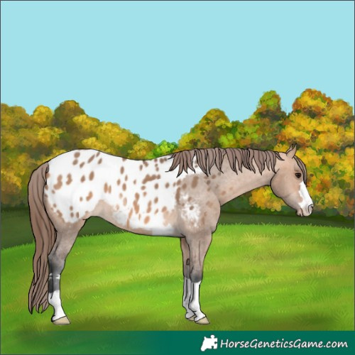 Horse Color:Bay Dun Appaloosa 