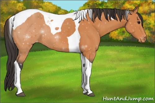 Horse Color:Bay Tobiano Appaloosa 