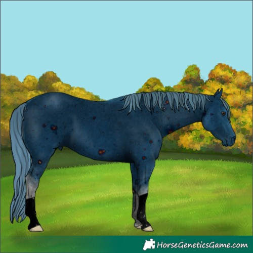 Horse Color:ERROR: UNKNOWN ANOMALY