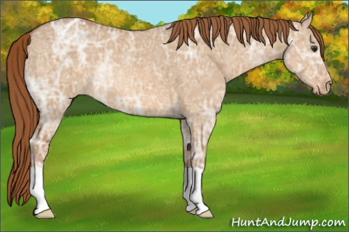 Horse Color:Red Dun Ice Appaloosa 