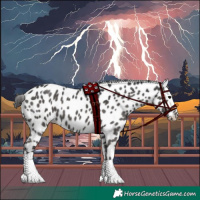 Horse Color:Black Appaloosa 