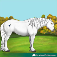 Horse Color:Gray White Spotted Liver Chestnut 