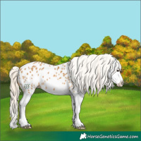 Horse Color:Palomino Splash Appaloosa